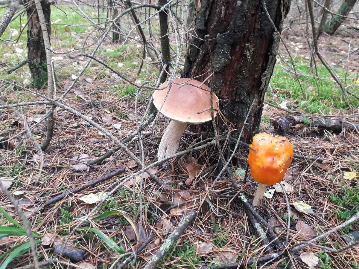 Лазурний Берег Pulemets 外观 照片